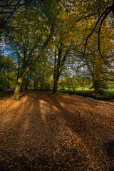 sun rays in autumn woods