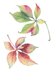 Decorative grape leaves. Original hand drawn botanical illustration of Parthenocissus quinquefolia. Bright colors watercolor.