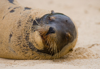 Portrait of sea lion lying on the sand in the Galapagos. Islands. An excellent illustration. Close-up.