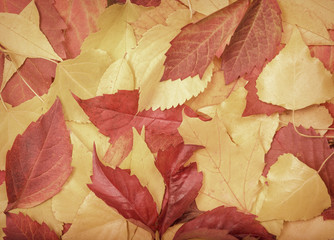 Naklejka na ściany i meble Multi-colored autumn leaves.