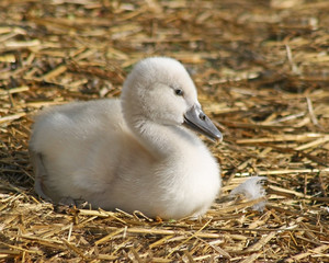Adorable baby Mute Swan just 3 days old.  Resting on bedding made of straw
