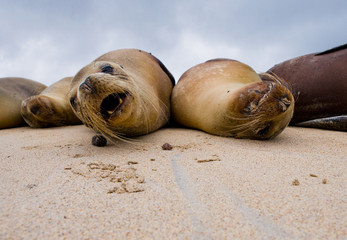 Naklejka premium Portrait of sea lions lying on the sand in the Galapagos. Islands. An excellent illustration. Close-up.