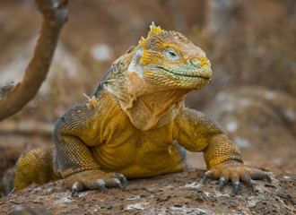 Portrait of land iguanas on the Galapagos. Islands. An excellent illustration. Close-up.