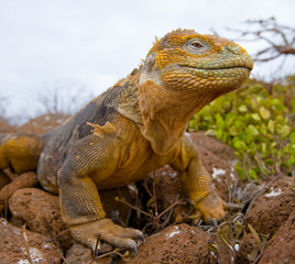 Portrait of land iguanas on the Galapagos. Islands. An excellent illustration. Close-up.