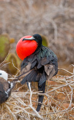 Frigate bird on a nest with goiter scarlet. Galapagos Islands. An excellent illustration. South America.