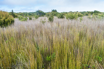 Apodasmia chilensis plant (member of family  Restionaceae) in National Park Chiloe, Chile