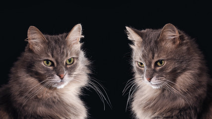 Два кота на черном фоне. Портреты. Зеленые глаза, очень красивые. Кот серый, пушистый