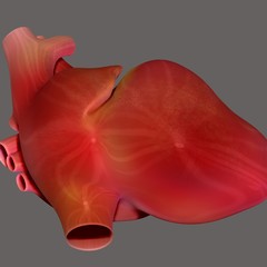 Fototapeta na wymiar human body heart