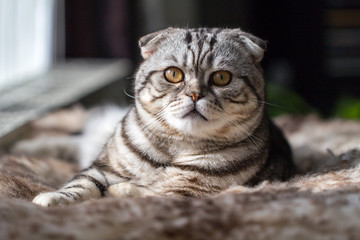 British Shorthair kitten