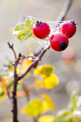 canina rosa with ripe red berries / rose hip /  Pometum