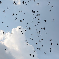 Silhouettes of crows in sky