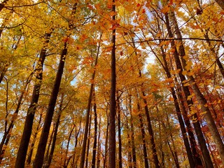 Obraz premium Autumn Colorful Woods