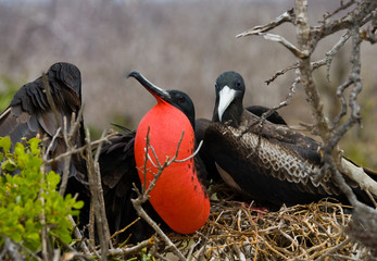 Frigate bird on a nest with goiter scarlet. Galapagos Islands. An excellent illustration. South America.