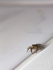 Macro shot of a jumping spider (Marpissa muscosa)