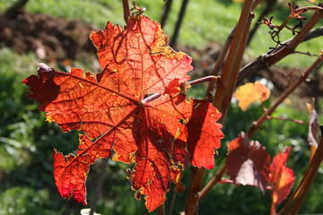 Laubfärbung im Weinberg