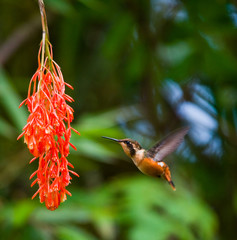 Hummingbird flies to flower. Ecuador. South America. An excellent illustration.
