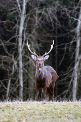 Deer standing in a meadow