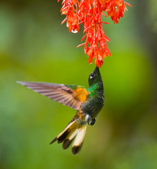 Hummingbird flies to flower. Ecuador. South America. An excellent illustration.