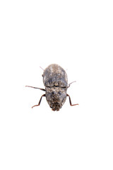 Black bug on a white background