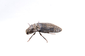 Black bug on a white background