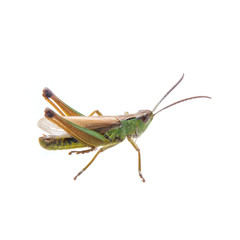 Green brown grasshopper on a white background