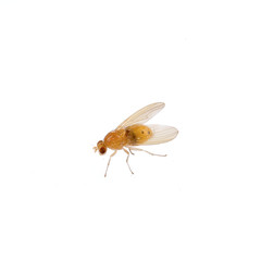 Fototapeta na wymiar Beige fly on a white background