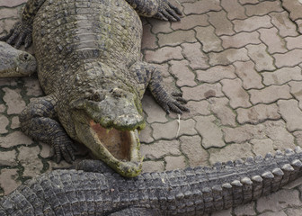 crocodile hunting aggressive bite head alligator concept