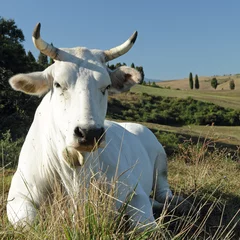 Deurstickers Koe closeup of white tuscan cow on pasture 
