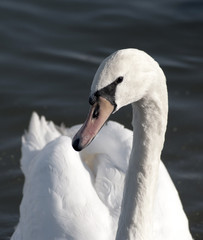 Obraz premium Swan floating on the water at sunrise of the day
