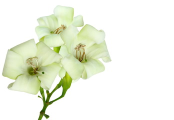 Close-up beautiful white flowers isolated on a white background.
