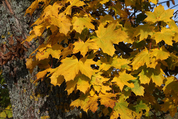 Maple in autumn