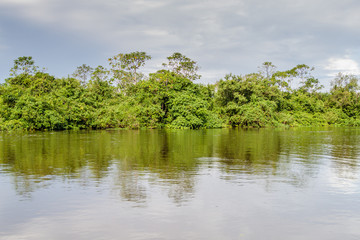 Fototapeta premium Trees lining river Yacuma in Bolivia