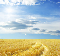 Wheat field and blue sky with sun