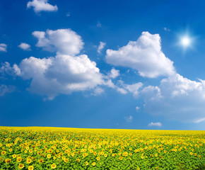 field of sunflowers