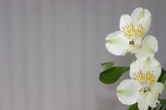 Fototapeta White flowers on gray background