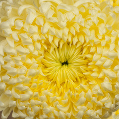 Close up of yellow pom pom chrysanthemum flower