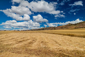 Cereal fields near Maras village, Sacred Valley, Peru