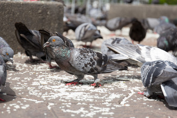 Birds find rice on the ground