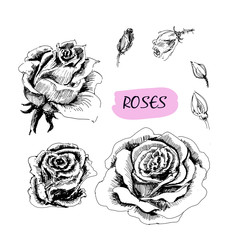 Roses. Set of illustrations