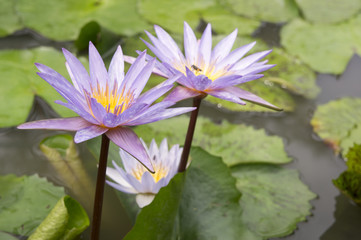 lotus garden insect Buddhist religion water lily concept
