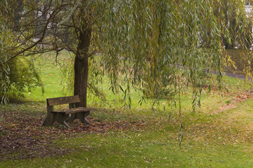 Melancholy. A lonely bench sits under a willow as the autumn gloom makes it not so a welcoming place to sit.