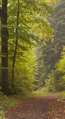 An Autumn Walk. A path through forest is littered with autumn leaves. The path turns a corner and disappears behind backlit foliage.