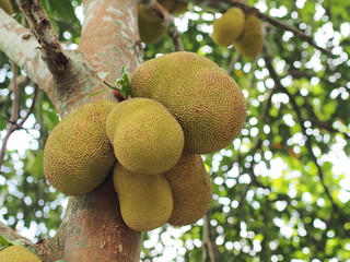 Jackfruit is a tropical fruit ripening on the tree