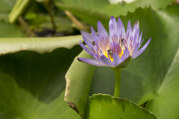 lotus garden insect Buddhist religion water lily concept