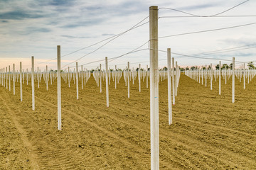 Obraz premium rows of precast poles to support fruit trees