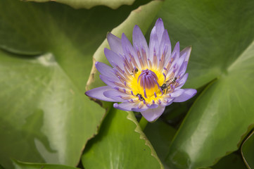 lotus garden insect Buddhist religion water lily concept