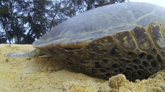 A female adult Green Sea Turtle crawling back to sea in Cherating, Malaysia. Turtles are known to come lay their eggs along the Malaysian beach.