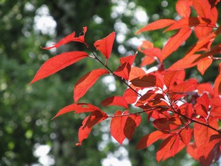 crimson red leaves of a beech in contrast with other green leaves