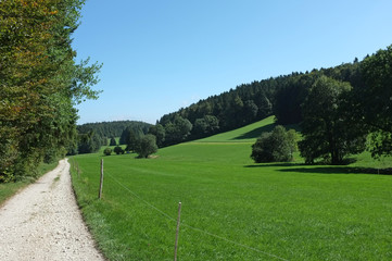 Beautiful path in the fields near the forest