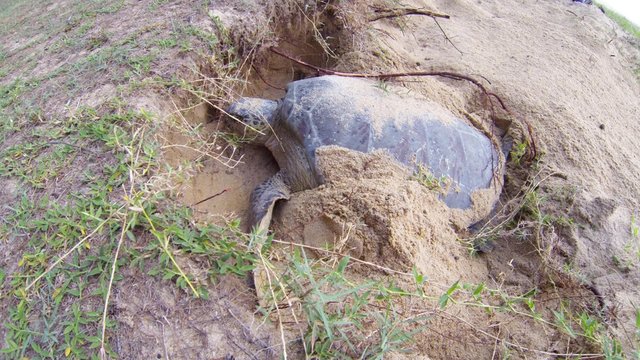 A female adult Green Sea Turtle digging a hole on a beach in Cherating, Malaysia. Turtles are known to dig a second fake hole after laying its eggs in the dark.